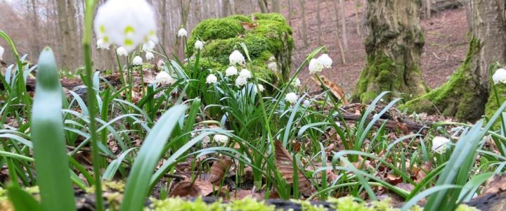 Märzenbecherwanderung im Nationalpark Hainich (Unterhaltung / Freizeit | Weberstedt)