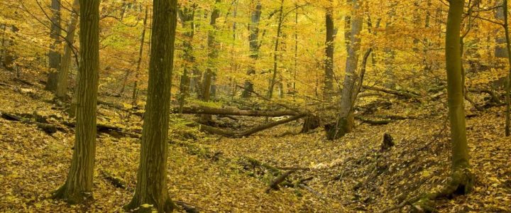 Indian Summer – Wanderung durch den Hainich (Unterhaltung / Freizeit | Weberstedt)