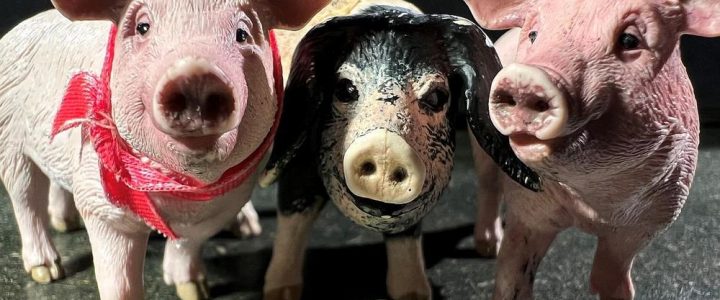 Drei kleine Schweinchen Kaufmann & Co (DE/CH) (Unterhaltung / Freizeit | Fürth)