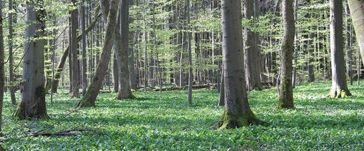 Himmelfahrt im WaldResort (Unterhaltung / Freizeit | Weberstedt)