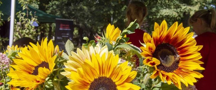 Sonnenblumenfest & Entenrennen (Unterhaltung / Freizeit | Zwickau)