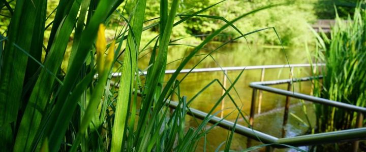 Wassertreten im Kurpark (Unterhaltung / Freizeit | Bad Bevensen)